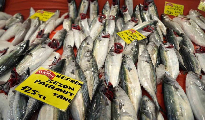 Kocaeli'de balık sezonu palamut bolluğuyla başladı