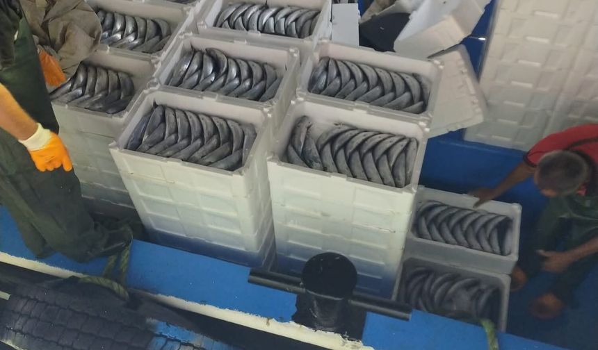 Sezonun ilk gününde avlanan palamutlar İnebolu Limanı'na geldi