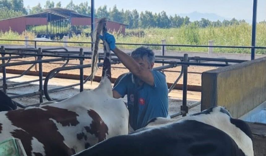 Söke'de hastalıktan ari işletmelerde rutin sağlık kontrolleri sürüyor