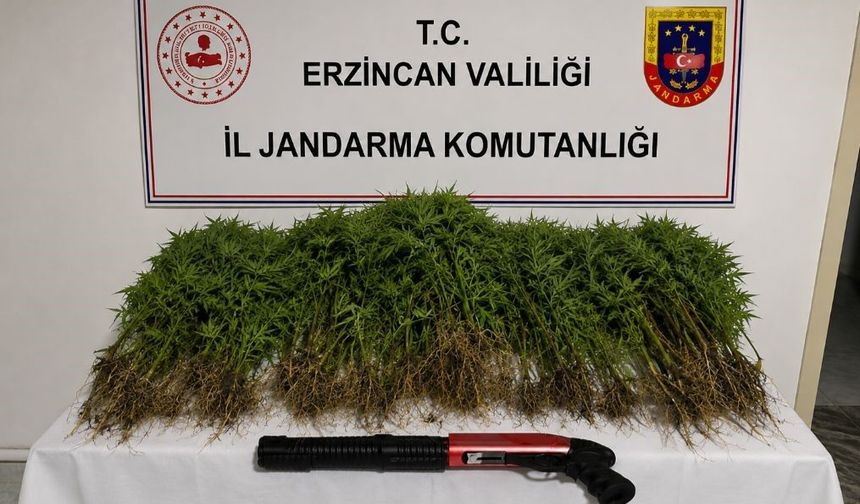 Tercan'da uyuşturucu operasyonunda 174 kök kenevir ele geçirildi