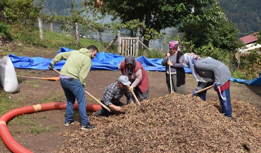 Sakarya'nın yüksek kesimlerinde fındık mesaisi devam ediyor