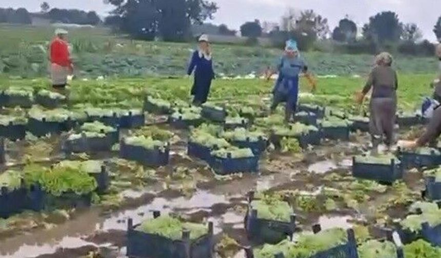 Sular altında kalan emeğin mücadelesi: Çamur içinde zorlu hasat