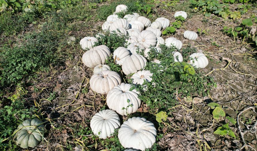 Sakarya'nın coğrafi tescilli Beyaz Elmas'ının tarladan sofraya yolculuğu