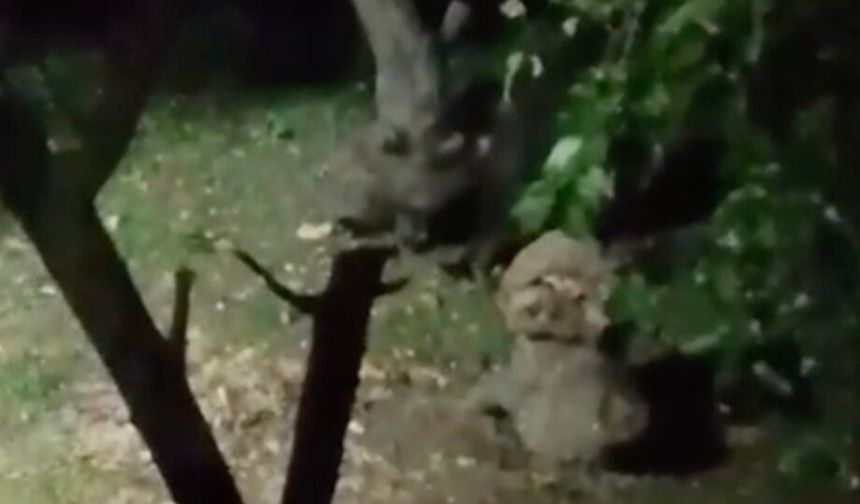 Ayı elma ziyafetine çıktı, ev sahibinin sözleri güldürdü