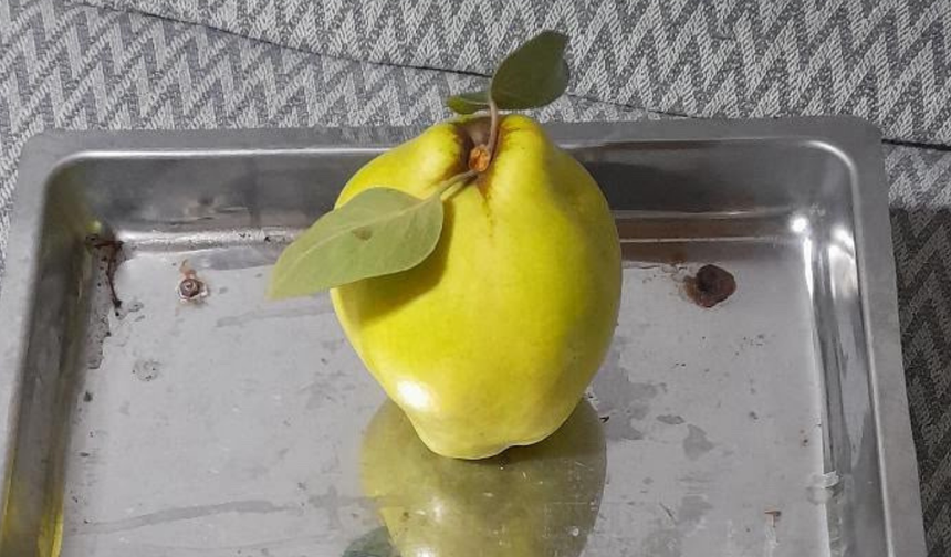 Dalların altın sarısı tartıyı zorladı