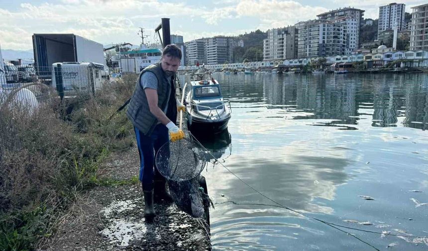 Balık çöplüğüne dönen liman temizlendi