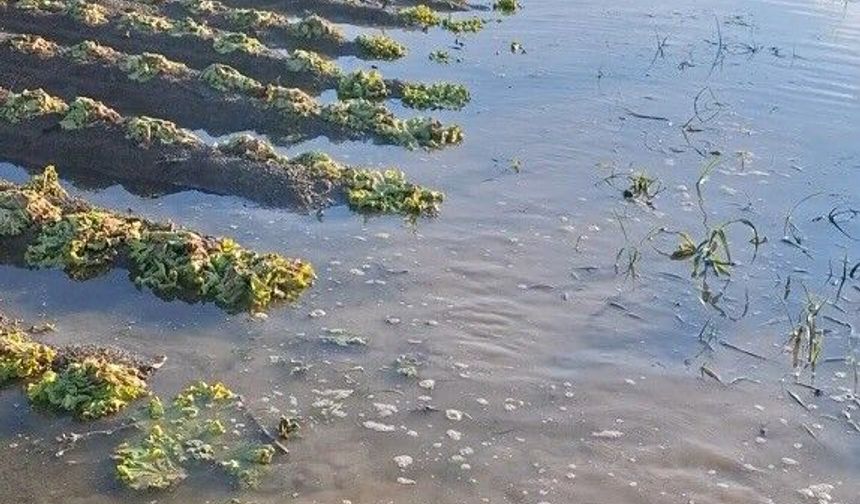 Çiftçinin emeği sular altında kaldı: 'Sağlık olsun' dedi