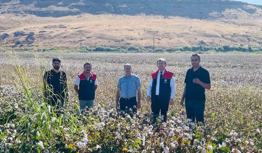 Cizre'de 'beyaz altın' mesaisi başladı