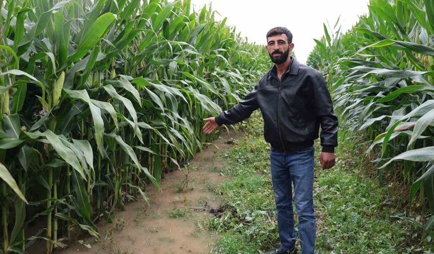 Dereden taşan su, 300 dönümlük araziyi su altında bıraktı