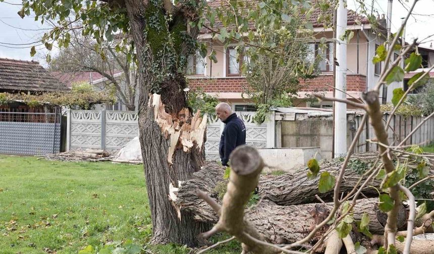 Düzce'de fırtınada devrilen ağaçlar kaldırılıyor