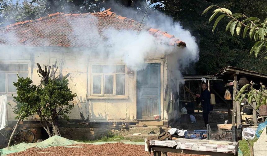 Kokarca istilasına karşı ilginç mücadele