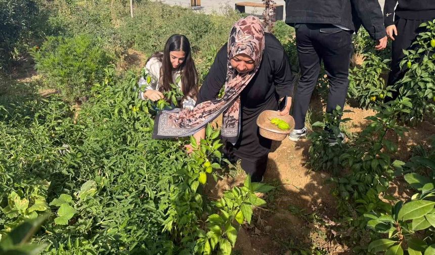 Sason'da kütüphane bahçesinde yetiştirilen sebzeler şehit aileleri ve ihtiyaç sahiplerine ulaştırıldı