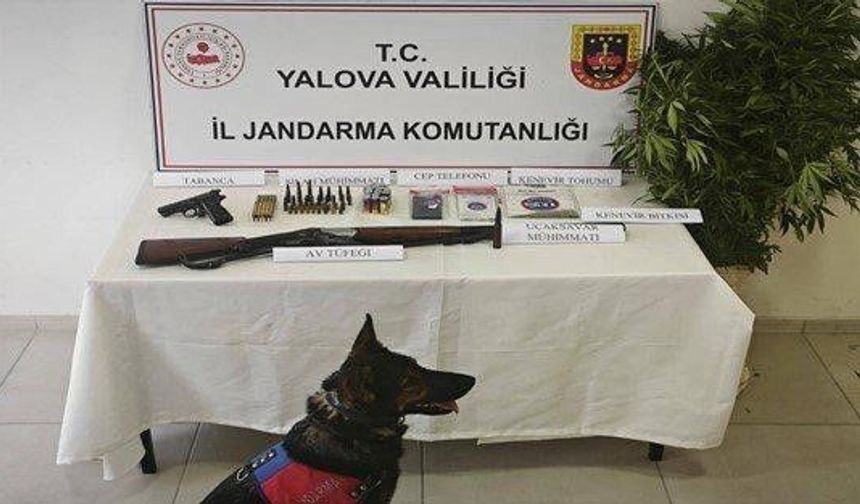 Yalova'da yasa dışı kenevir operasyonu