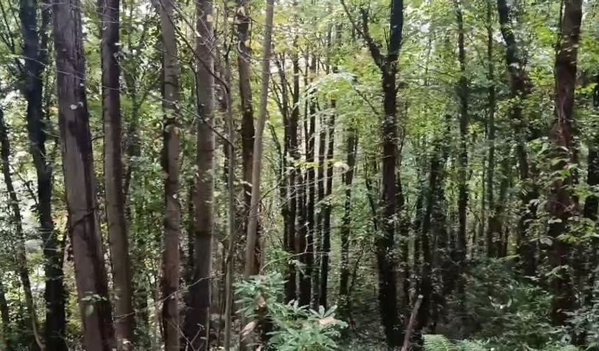 Sapanca ormanında acı son! Kestane toplamaya gitmişti...