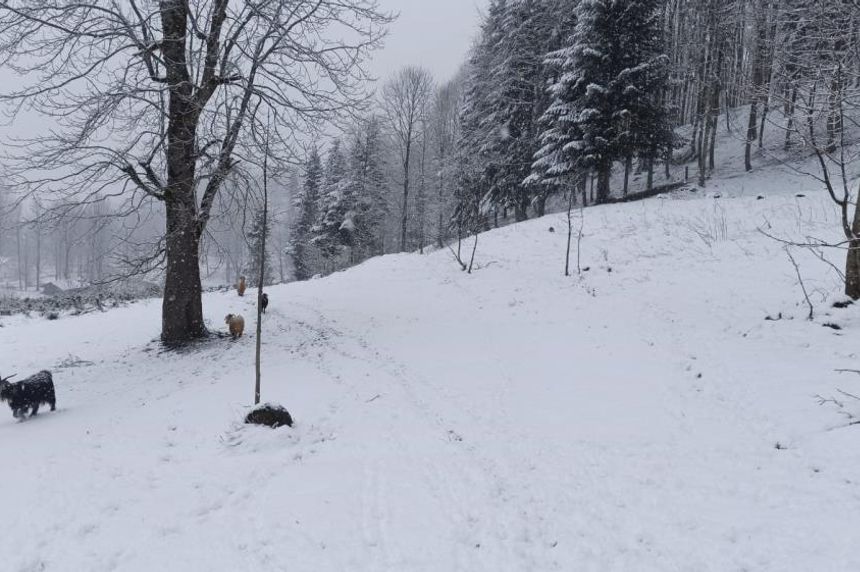 Bahar ayında Sakarya'nın yüksek kesimlerinde lapa lapa kar yağıyor